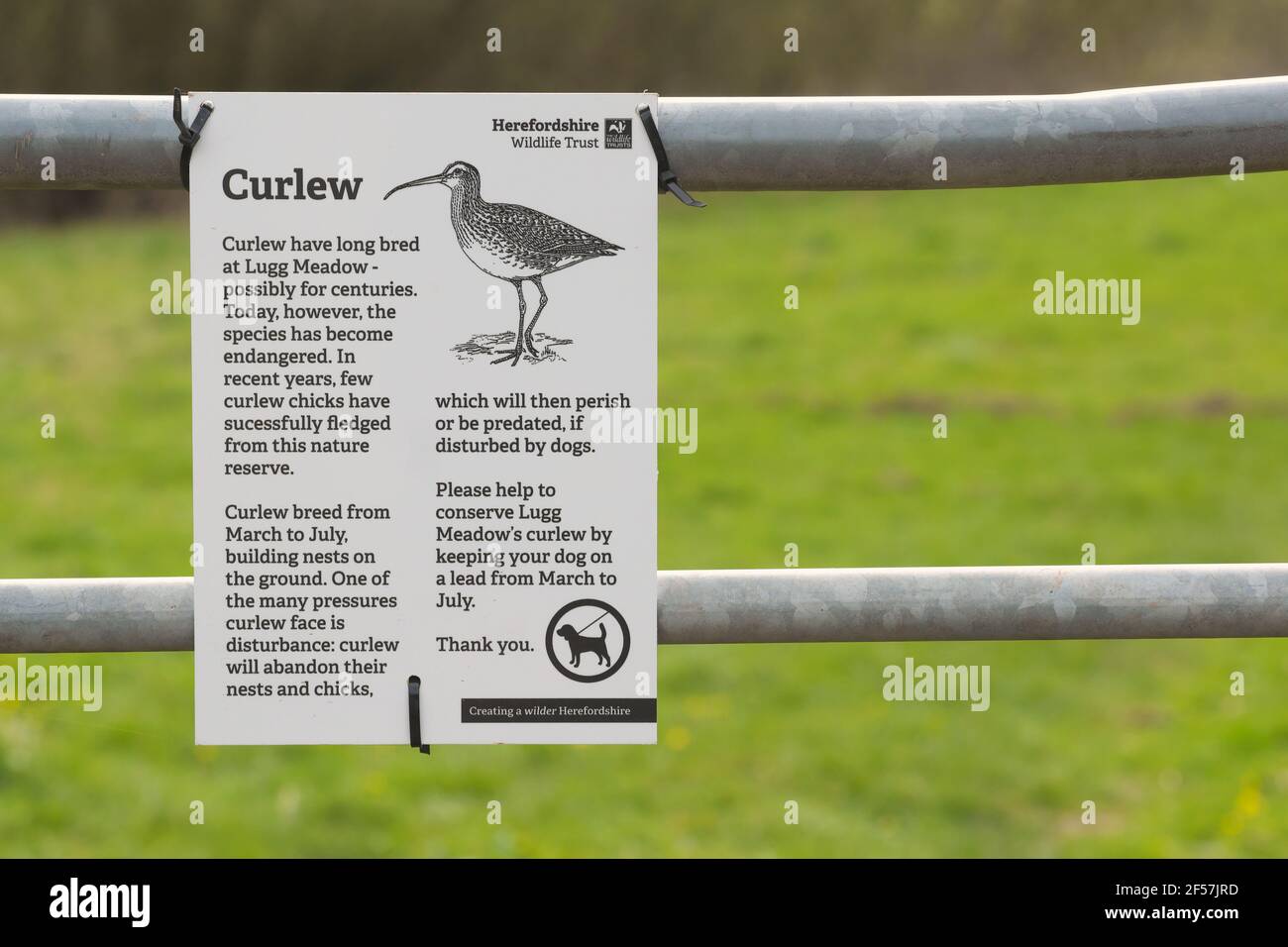 Curlew ein Schild berät Hund Wanderer der Boden nistenden Vögel Auf der Lugg Meadow in Herefordshire UK Stockfoto
