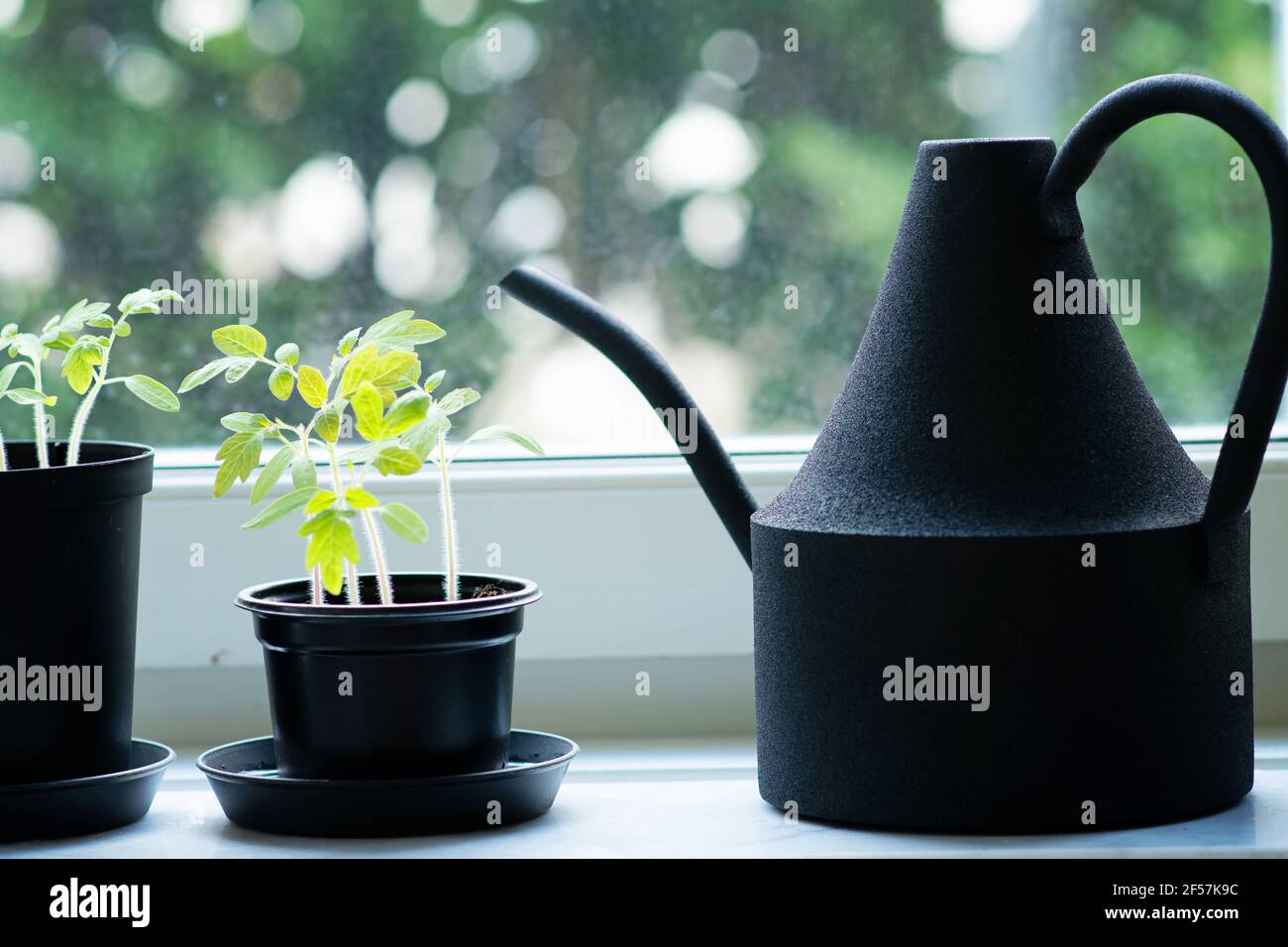 Wohnkultur mit Gießkannen und Innengarten am Fenster. Junge Tomatenpflanzen in Töpfen neben der schwarzen Gießkannen. Stockfoto