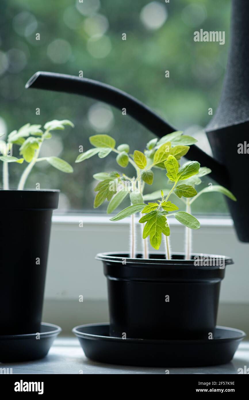 Mit schwarzer Gießkanne der jungen Tomatenpflanze im Topf etwas Wasser geben. Innengarten am Fenster. Stockfoto