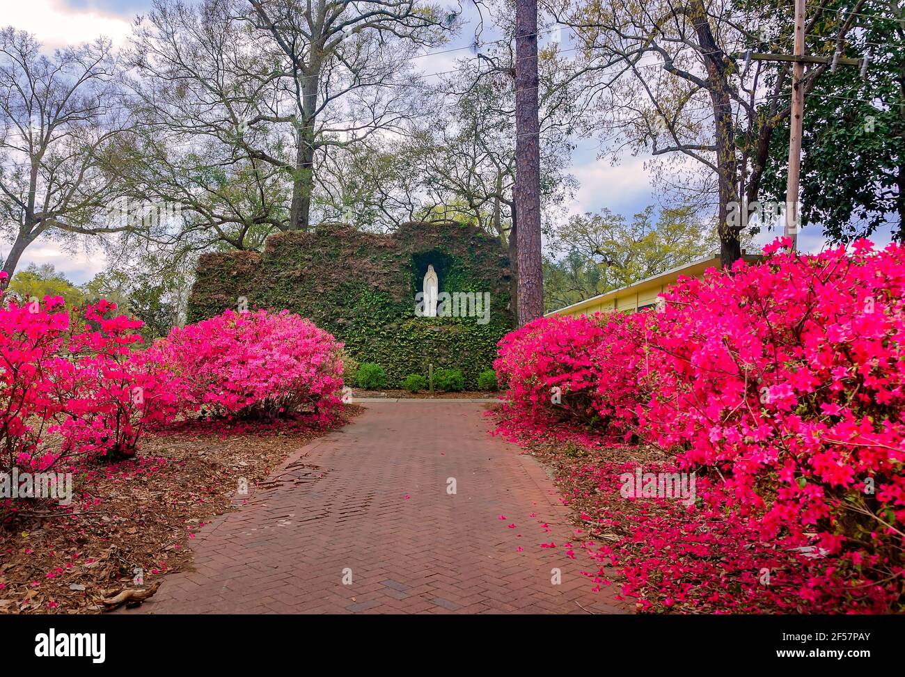 Rosa Azaleen blühen in der Grotte von Lourdes am Spring Hill College, 21. März 2021, in Mobile, Alabama. Stockfoto