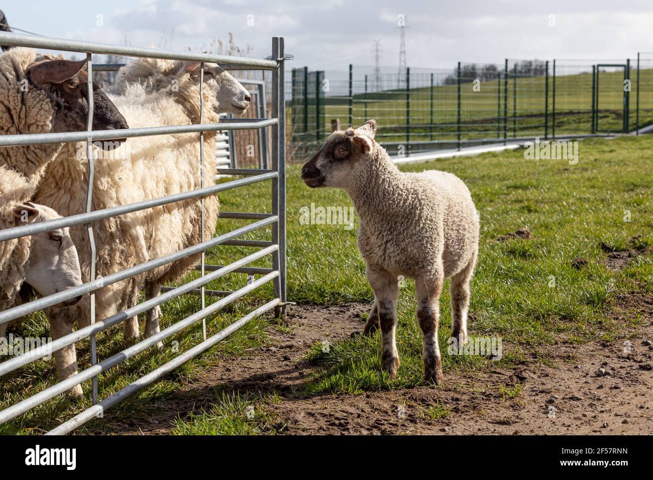 Freigelassene junge Schafe warten auf seine Mutter Stockfoto
