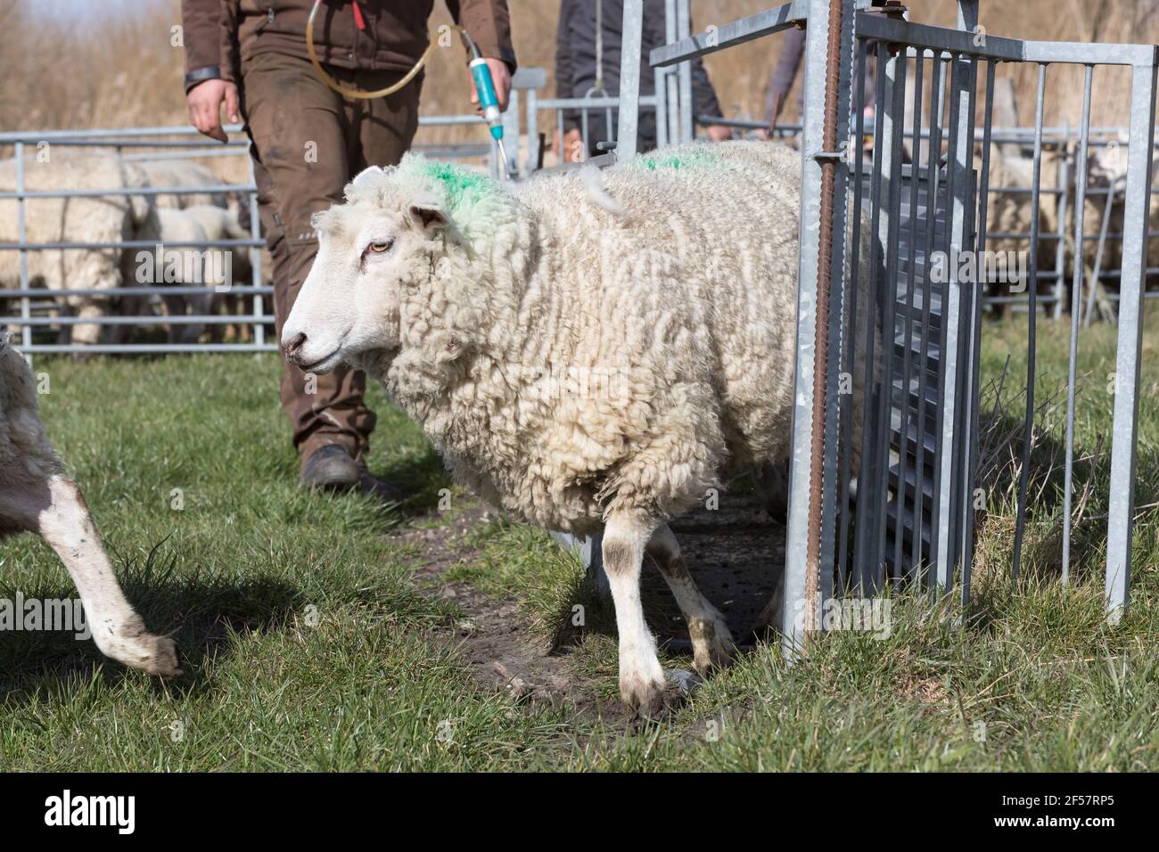 Freigabe einer Herde von Schafen im Frühling mit Wurm Heilung Stockfoto