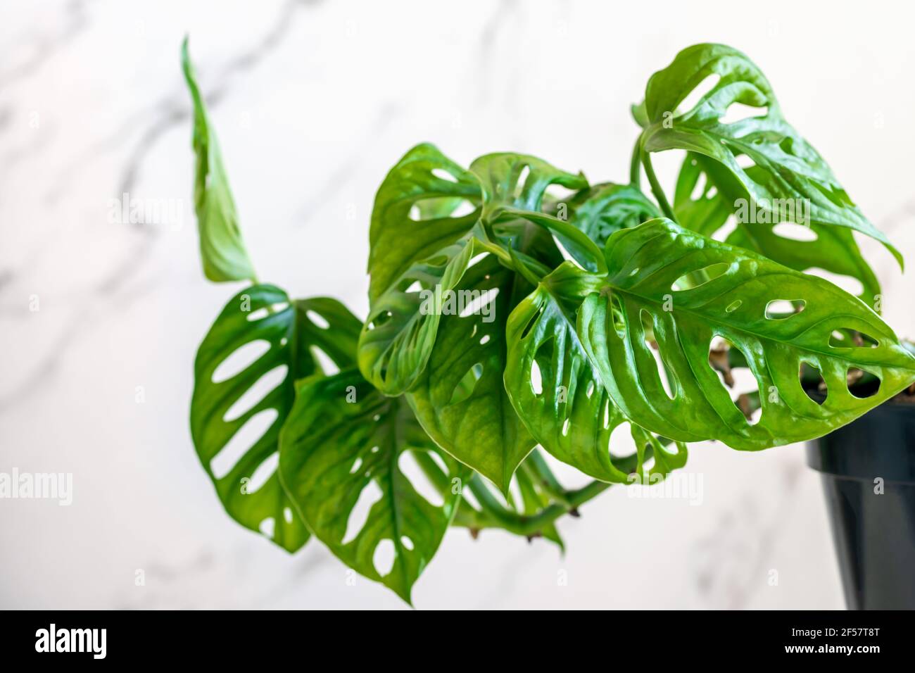 Monstera husliche pflege -Fotos und -Bildmaterial in hoher Auflsung   Alamy
