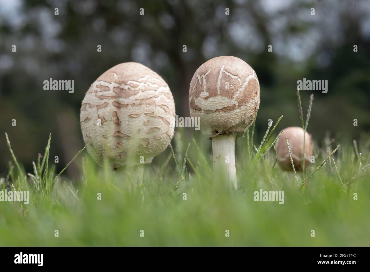 Wilde Pilze wachsen in den Rasen Stockfoto