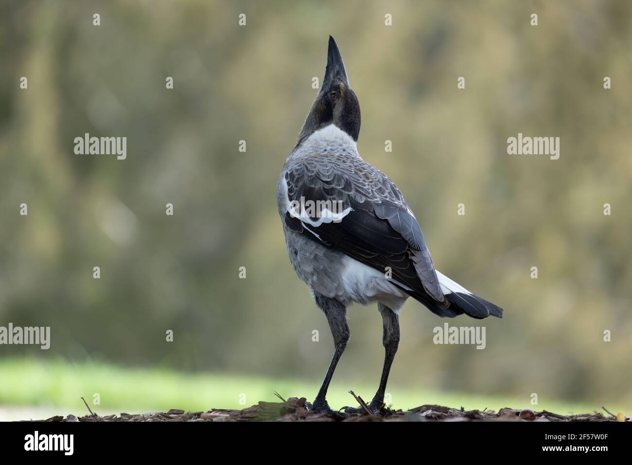 Eine junge Elster blickt in den Himmel Stockfoto