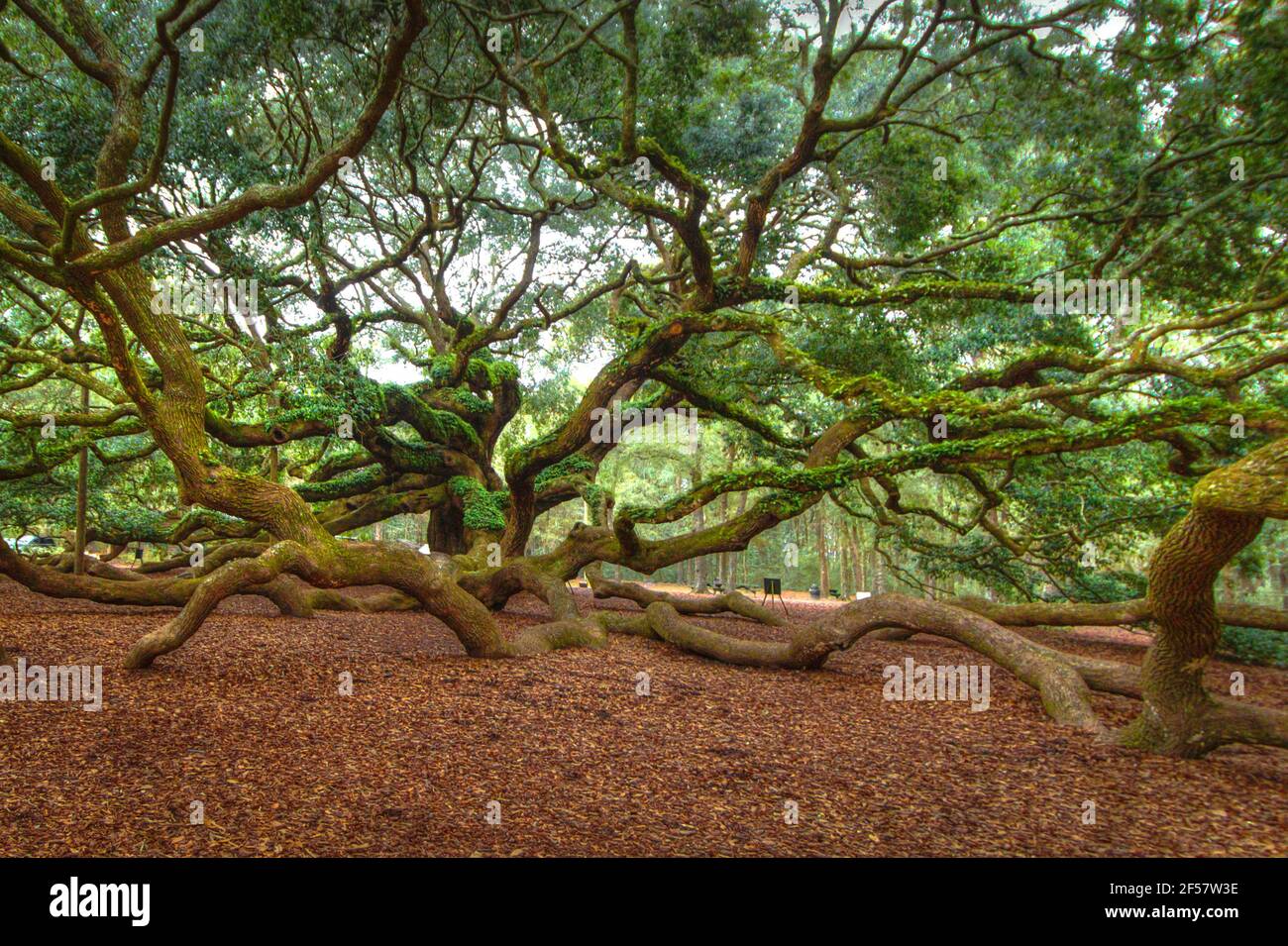 Die Angel Oak Tree. Die Engeleiche gilt als eine der ältesten lebenden Eichen in den Vereinigten Staaten, die in der Nähe von Charleston, South Carolina, liegt Stockfoto