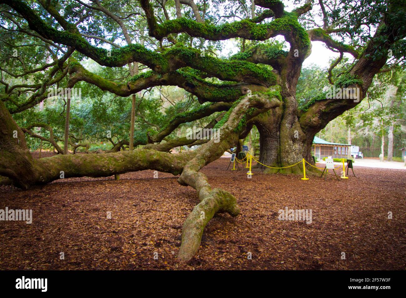 Die Angel Oak Tree. Die Engeleiche gilt als eine der ältesten lebenden Eichen in den Vereinigten Staaten, die in der Nähe von Charleston, South Carolina, liegt Stockfoto