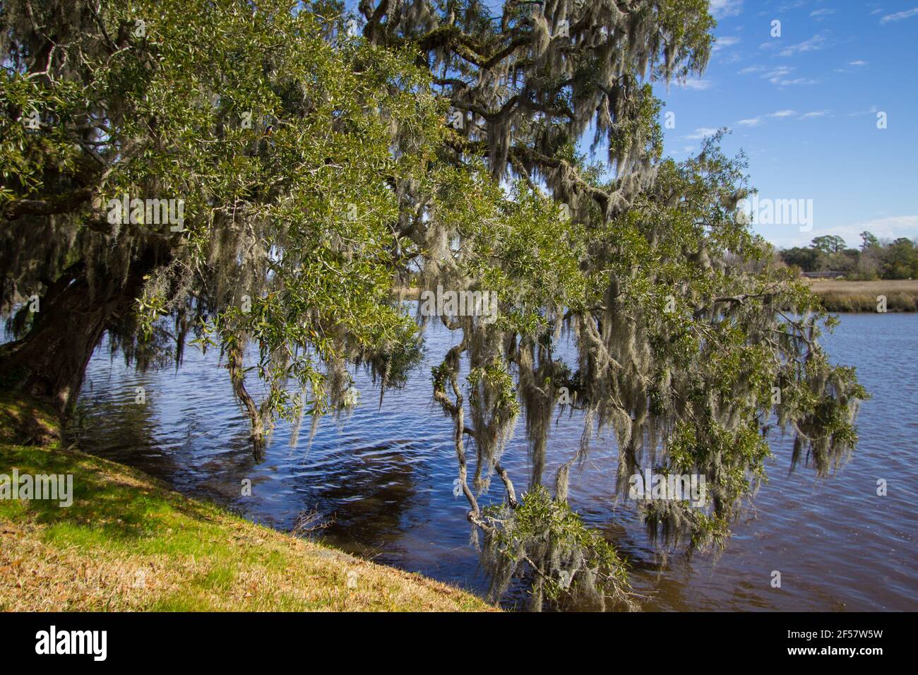 Live Oak Tree am Ufer des Ashely River in Charleston, South Carolina. Der Fluss war die Wasserquelle für Tausende von Hektar Reisplantage Stockfoto