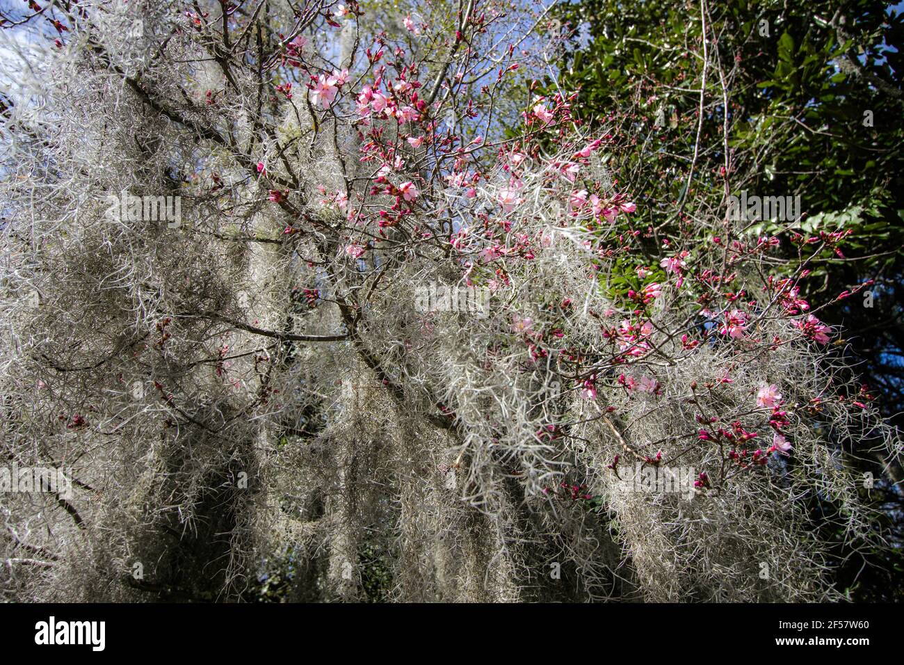 Charleston Magnolia Spring. Die wunderschöne rosa Magnolie blüht durch spanisches Moos, während die Frühjahrssaison in South Carolina im amerikanischen Süden beginnt. Stockfoto