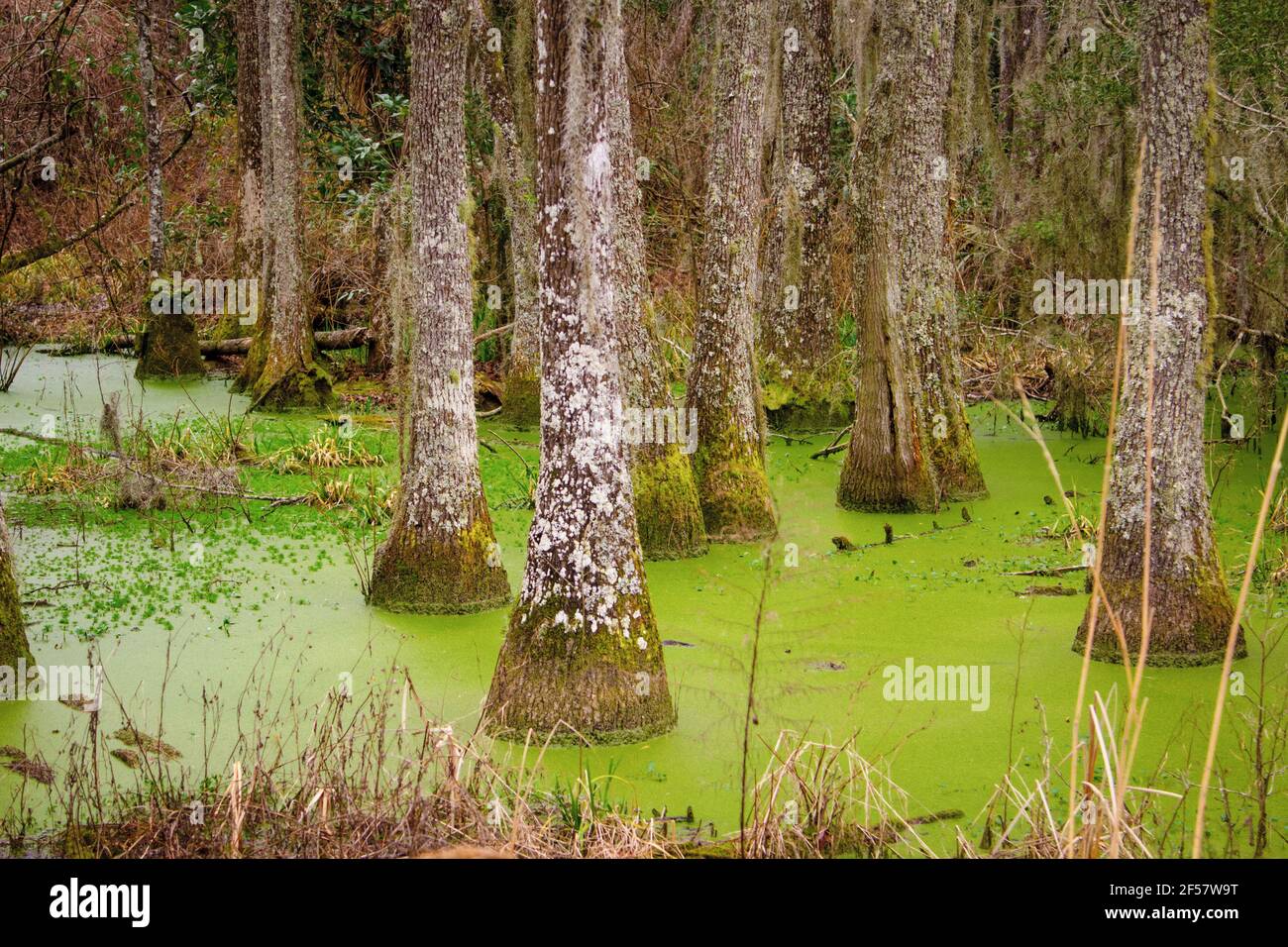 Eine Gruppe von Tupelo-Bäumen wächst in einem Schwarzwasser-Sumpf im Niederland Charleston, South Carolina, USA. Stockfoto