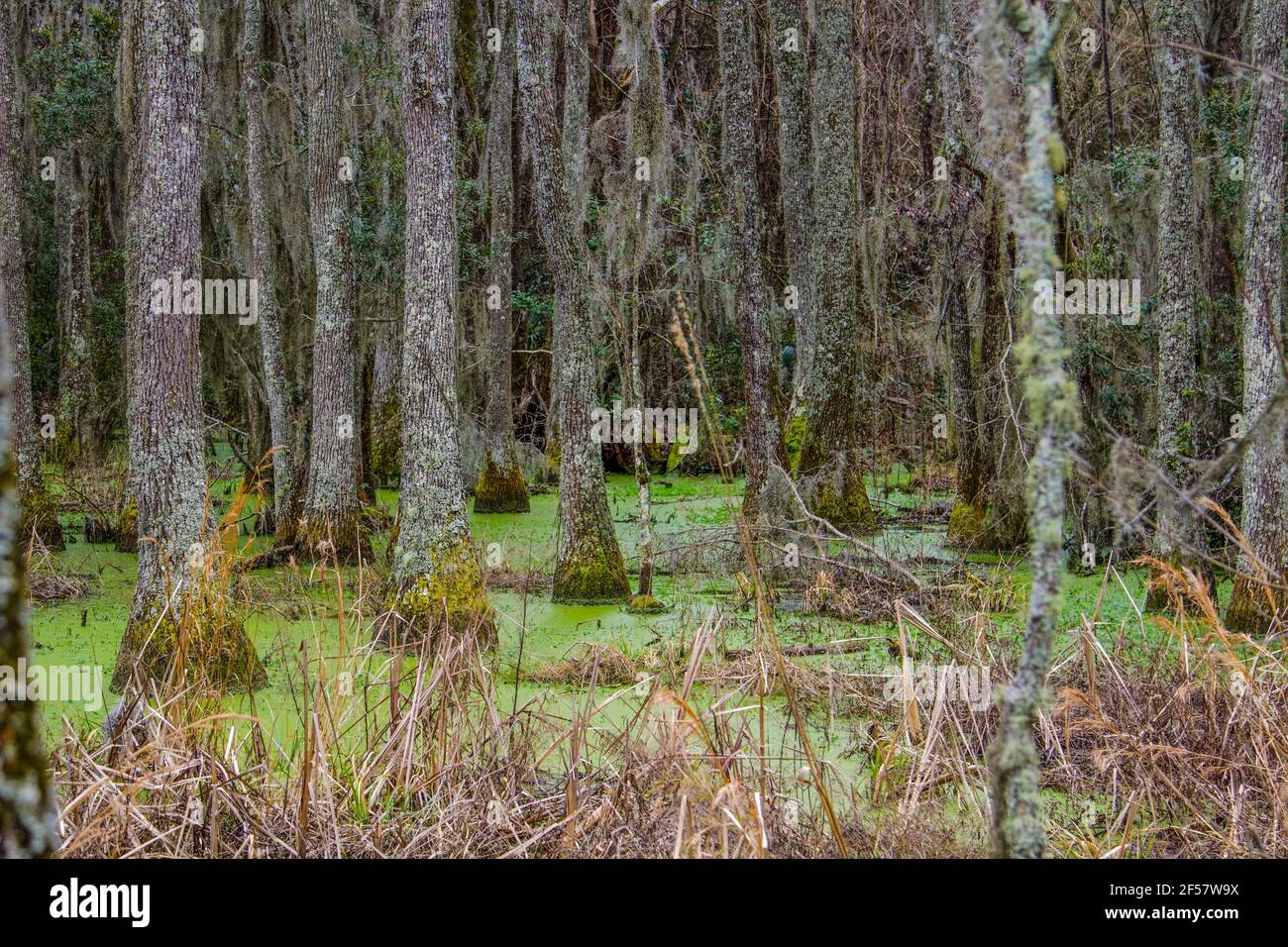 Eine Gruppe von Tupelo-Bäumen wächst in einem Schwarzwasser-Sumpf im Niederland Charleston, South Carolina, USA. Stockfoto