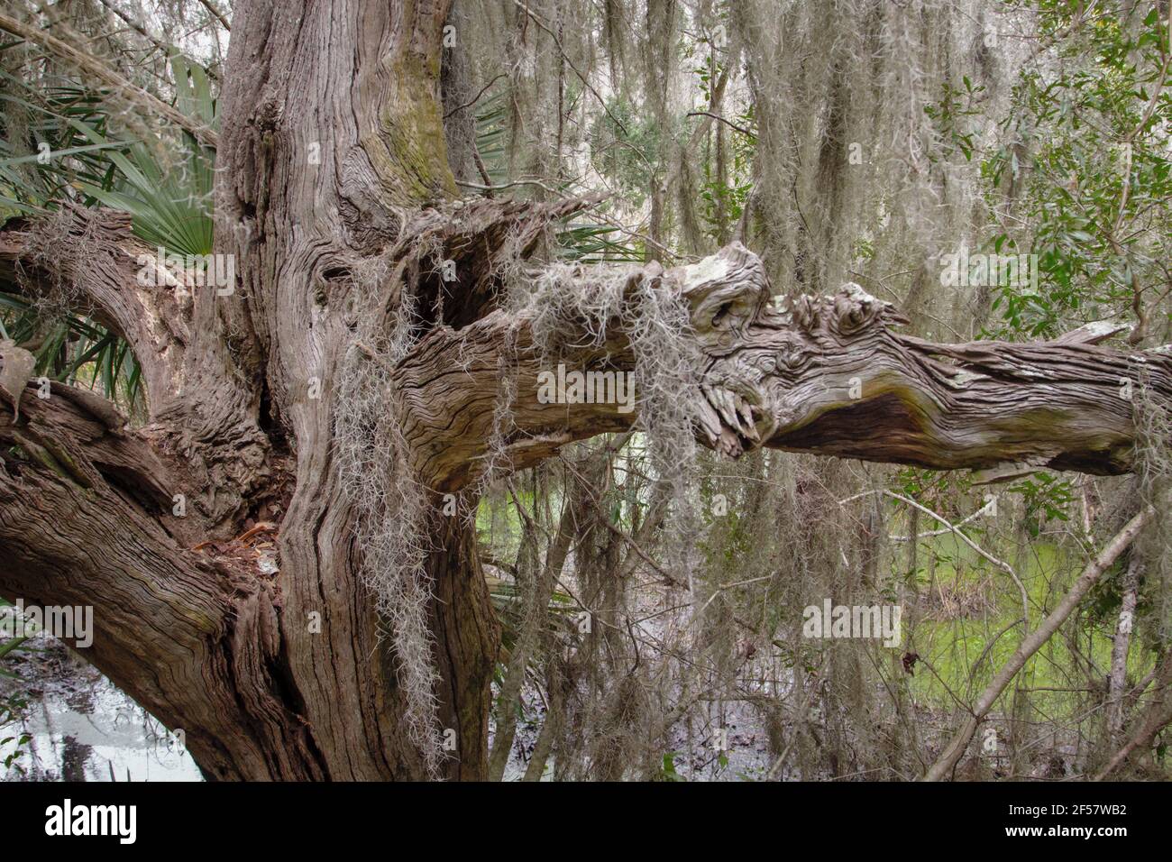 Uralter knarrter Zypressenbaum, der mit spanischem Moos bedeckt ist, im niedrigen Land von Charleston, South Carolina. Stockfoto
