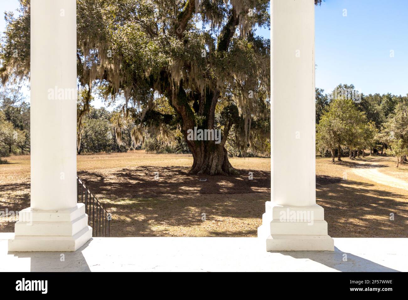 Blick auf eine lebende Eiche zwischen den Säulen einer Veranda im tiefen Süden der Vereinigten Staaten. Stockfoto