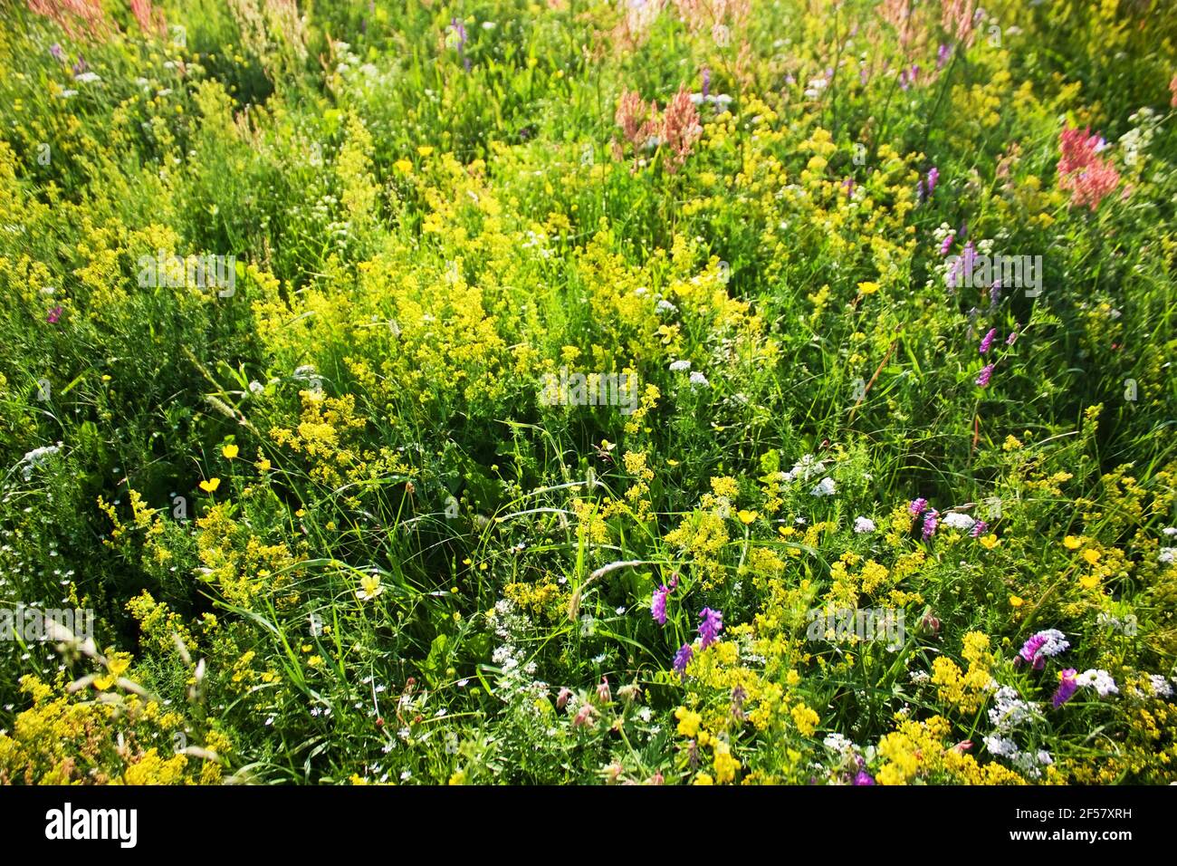 Bunte blühende Blumen in einer sommerlich sonnigen Wiese. Natur Hintergrund. Stockfoto