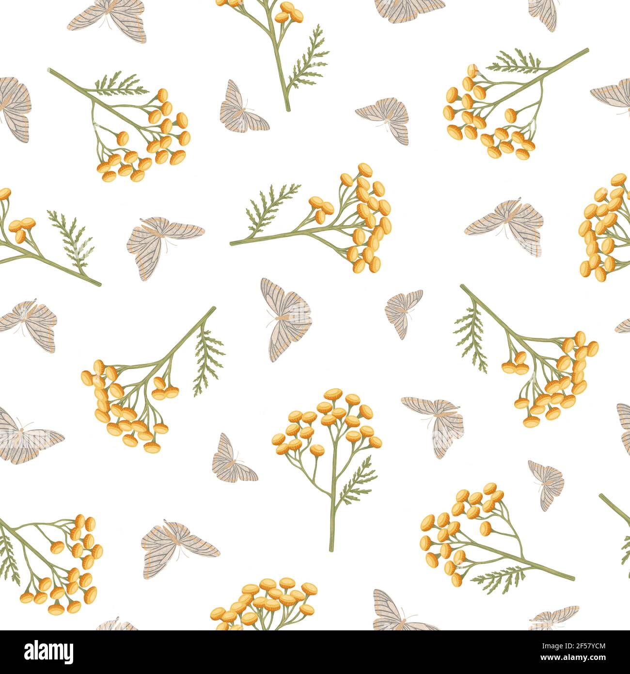 Nahtloses Muster mit Blumen von Tansy und Schmetterlingen. Tanacetum auf weißem Hintergrund. Botanische handgezeichnete Illustration Stockfoto