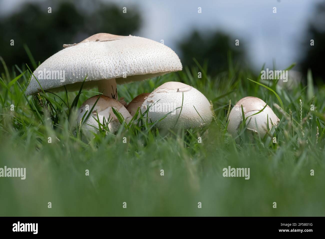 Pilze wachsen in einem herbstlichen Feld Stockfoto