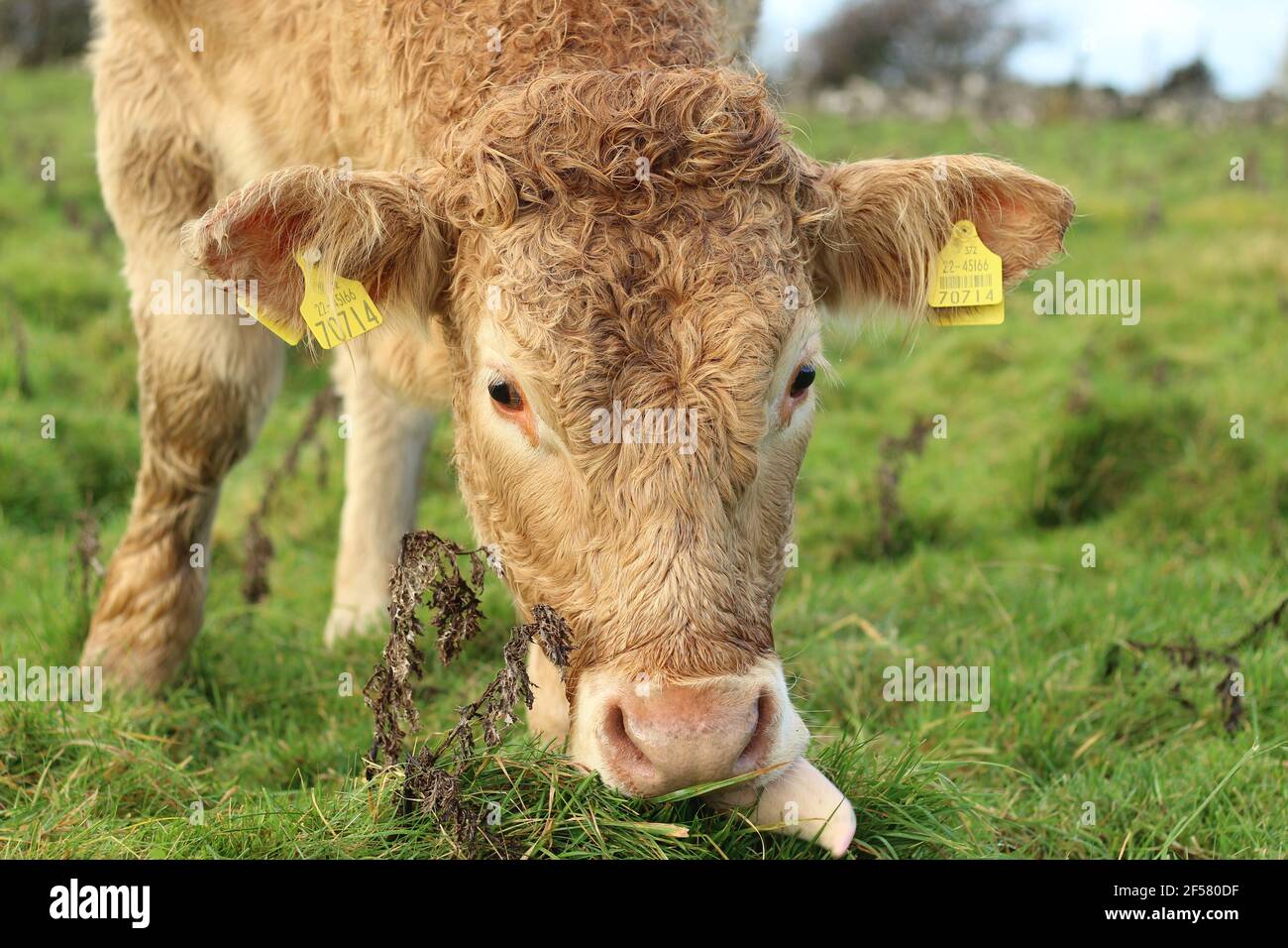 Rinder: Nahaufnahme der Charolais-Rasse, die auf Ackerland im ländlichen Irland grast Stockfoto