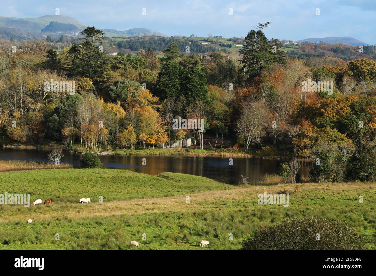 Herbstszene in Sligo, Irland. Tiere grasen auf Weiden neben dem Garavogue River mit Wald im Hintergrund Stockfoto