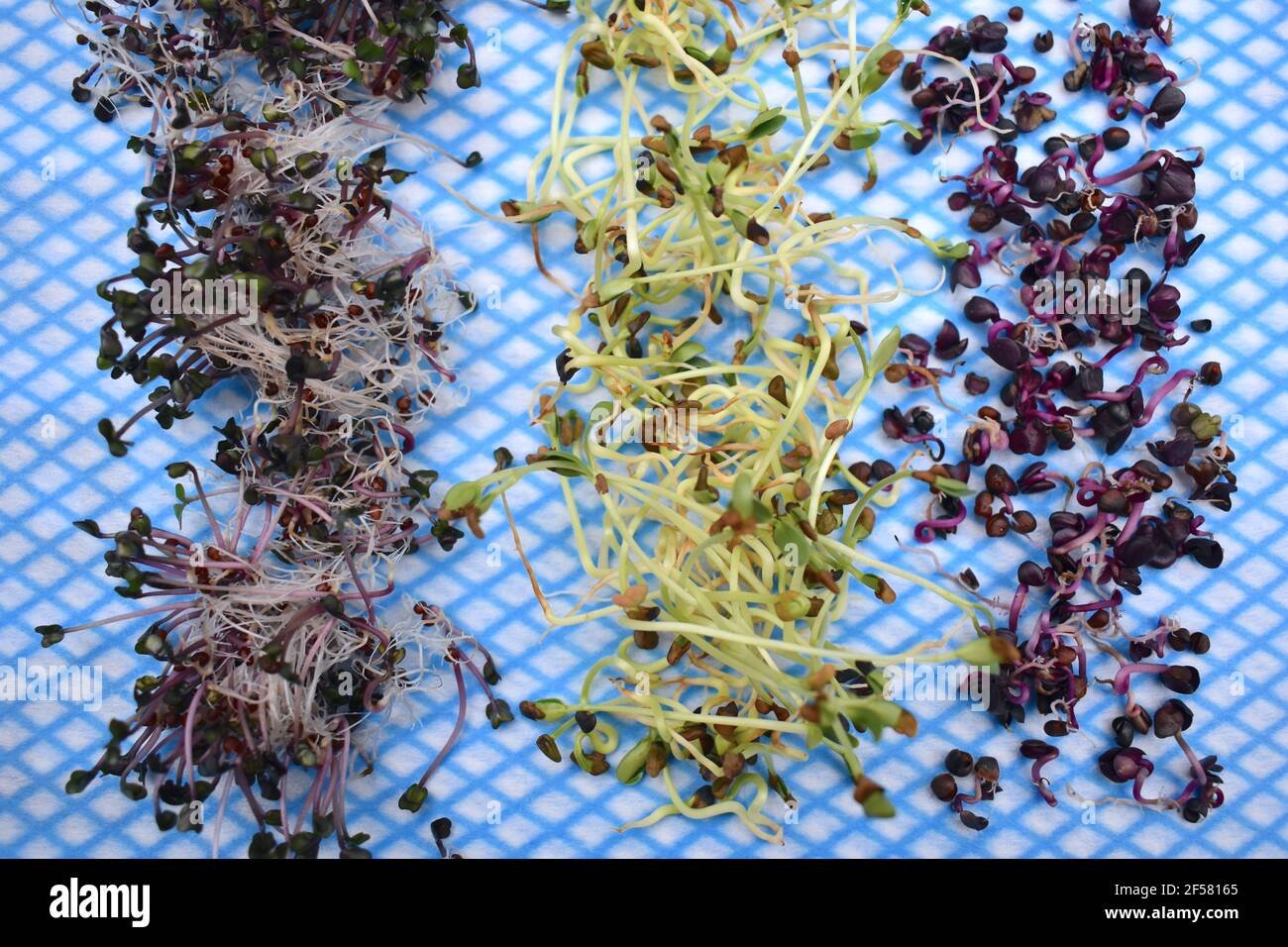 Von links nach rechts Rotkohl Bockshornklee Radieschen Rambo Microgreens In Gläsern angebaut, die alle als Nahrungsergänzungsmittel verwendet werden, um Süße hinzuzufügen Oder Würze zum Essen Stockfoto