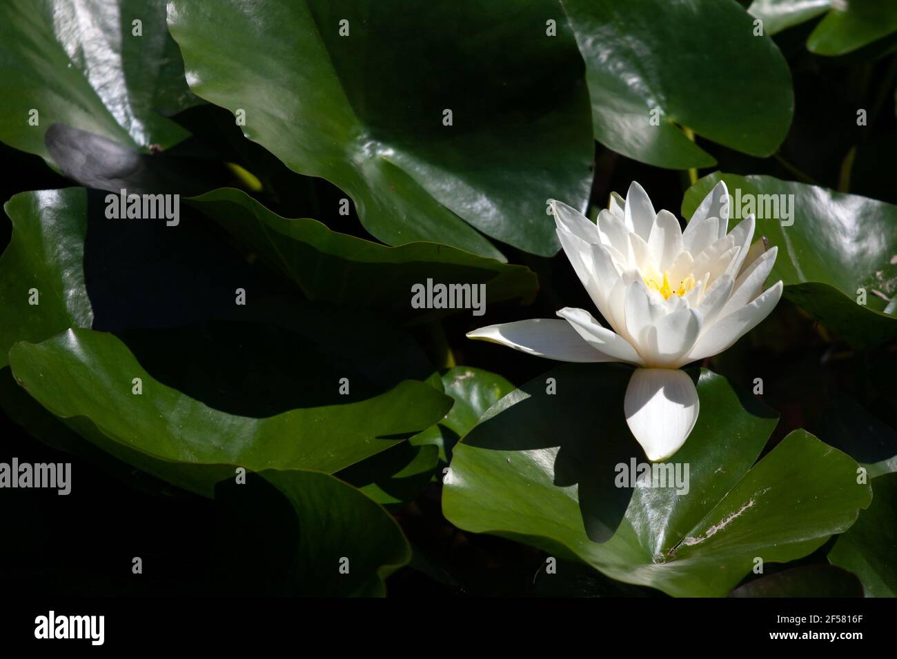 Weiße Lotusblume im Teich. Starke Schatten durch die Nachmittagssonne. Stockfoto