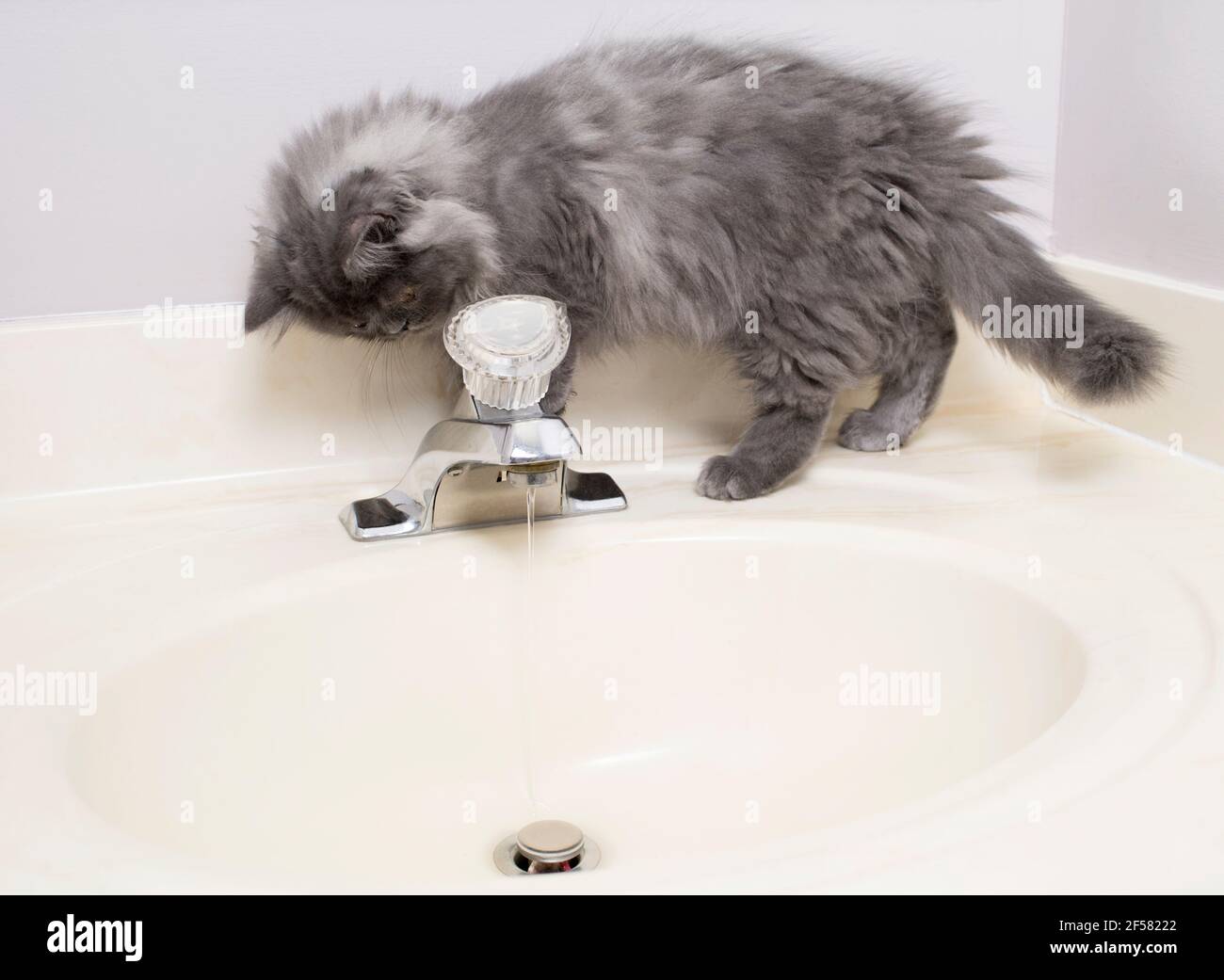 Niedliche langhaarige grau Ragamuffin Kätzchen auf einem Waschbecken zu Fuß beobachten das Wasser tropft. Stockfoto