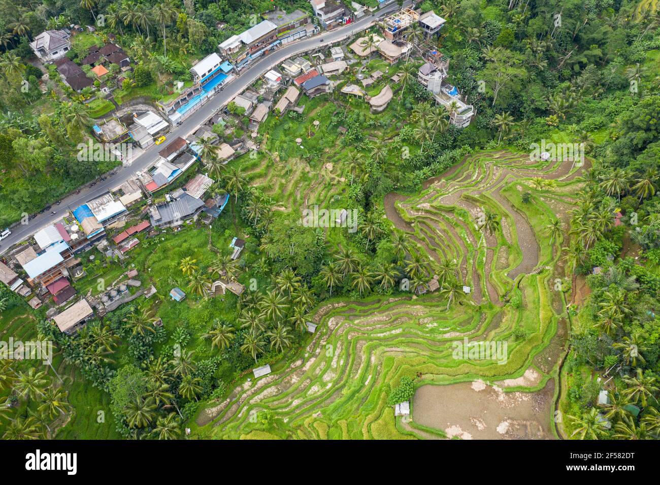 Blick von oben auf das berühmte Dorf Tegallalang und seine Reisterrassen in der Nähe von Ubud in Bali, Indonesien. Stockfoto
