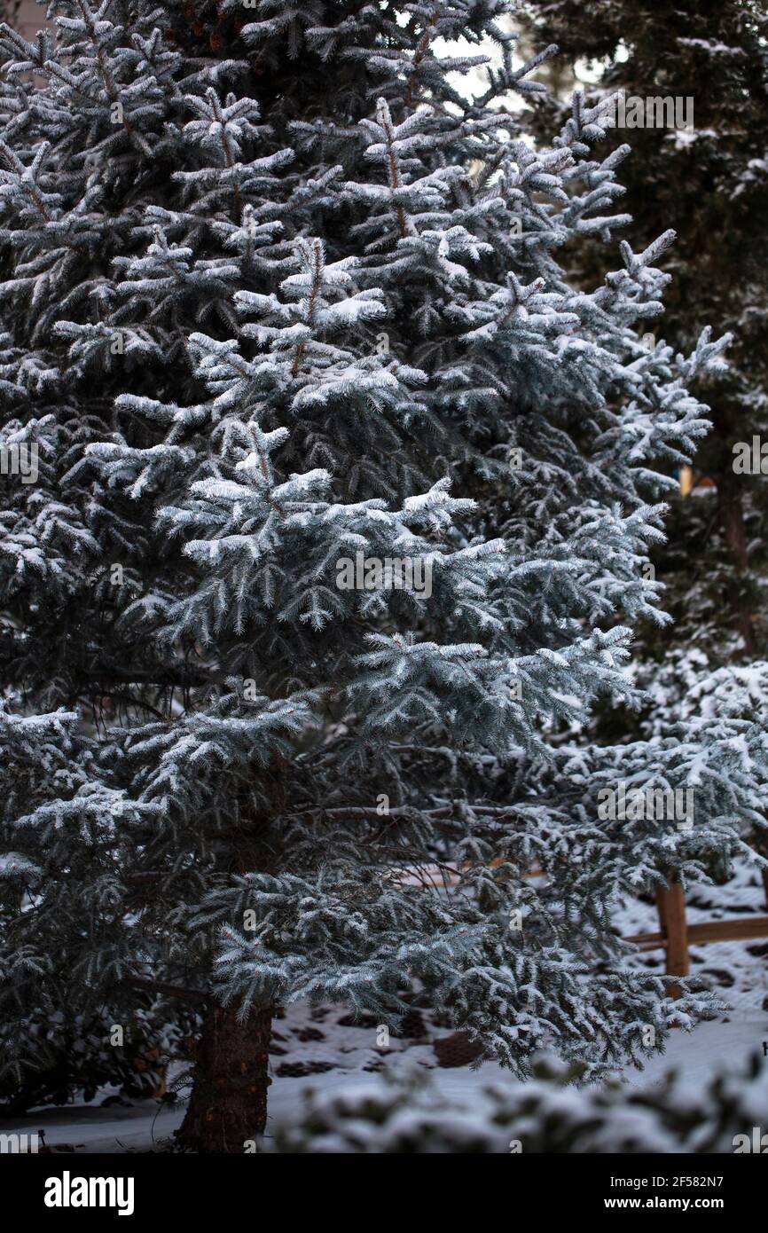 Winterschnee auf einer Colorado Blue Fichte in einer landschaftlich gestalteten Umgebung in Prescott, Arizona Stockfoto