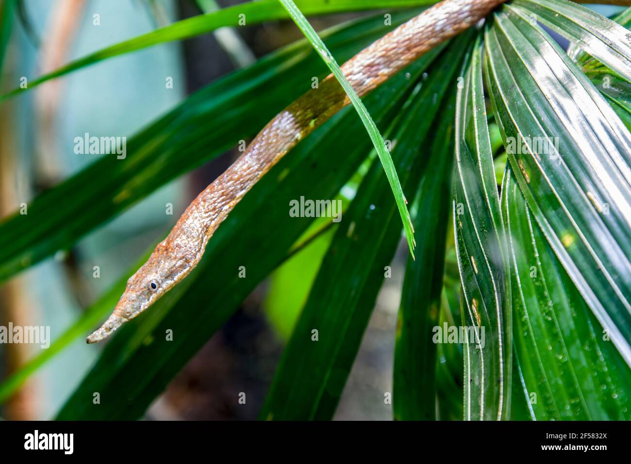 Madagaskar-Blattschlange (Langaha madagascariensis) ist eine mittelgroße, hoch kryptische Arborealart. Sie ist endemisch in Madagaskar. Stockfoto