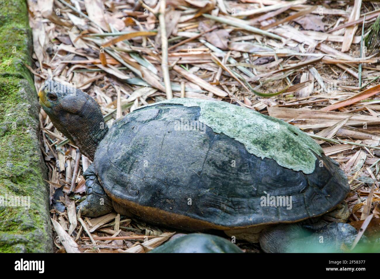 Die riesige asiatische Teichschildkröte (Heosemys grandis) bewohnt Flüsse, Bäche, Sümpfe und Reisfelder von den Mündungsebenen bis zu moderaten Höhen Stockfoto