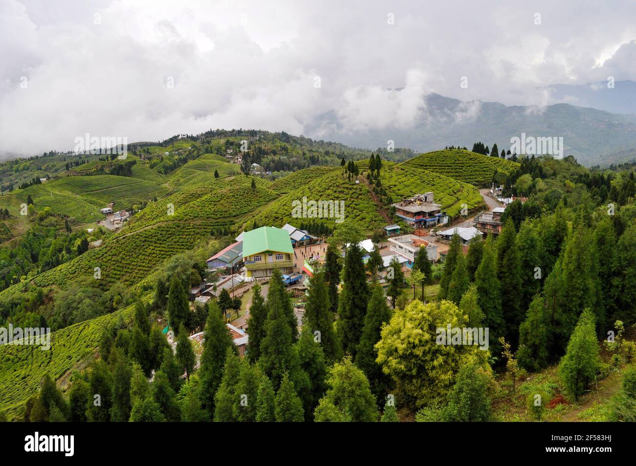 Der Organic Tea Garden erstreckt sich über einen Hang im Viertel Darjeeling. Stockfoto