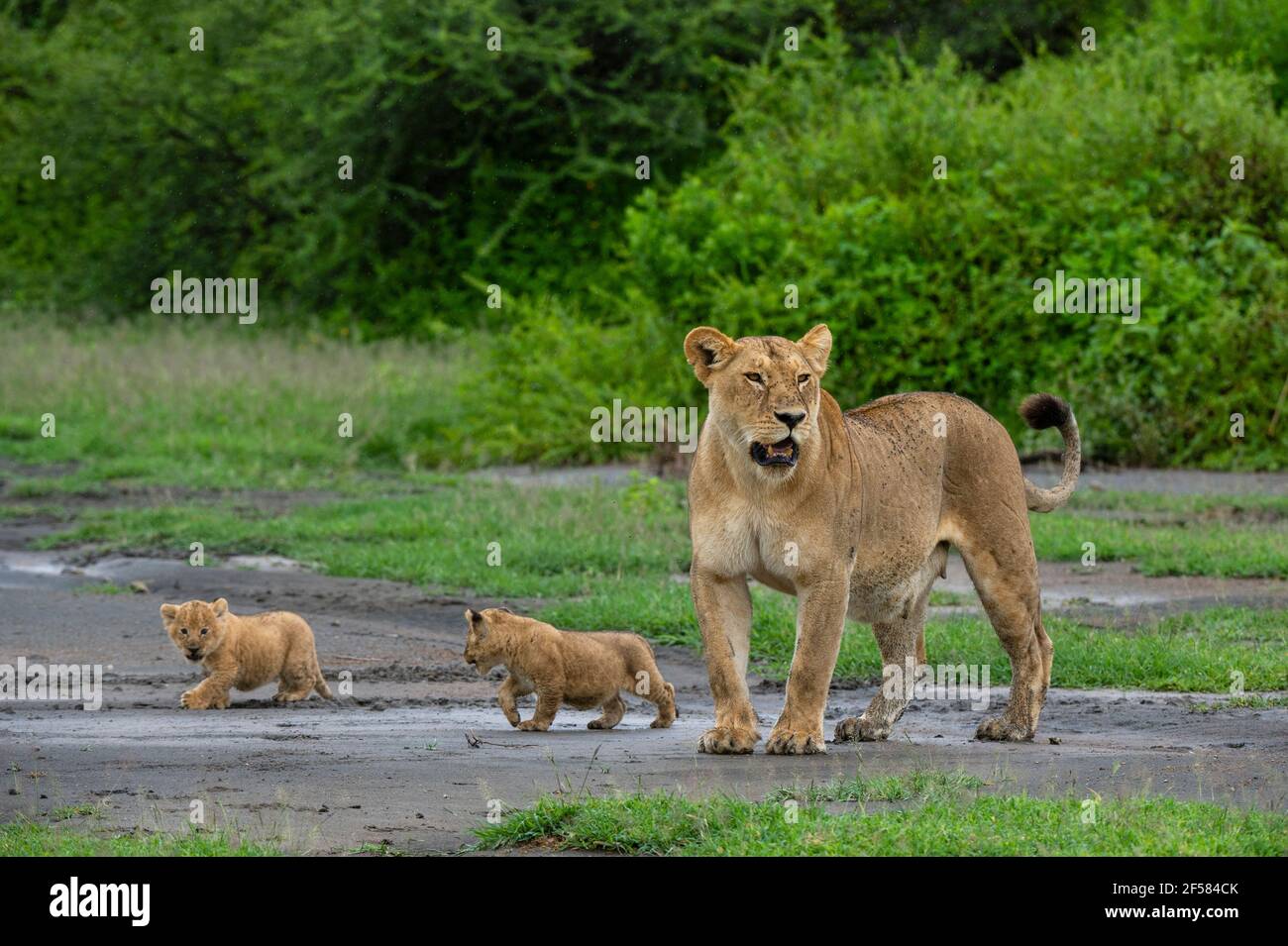 Eine Löwin (Panthera leo) mit ihren 4 Wochen alten Jungen, Ndutu, Ngorongoro Conservation Area, Serengeti, Tansania. Stockfoto