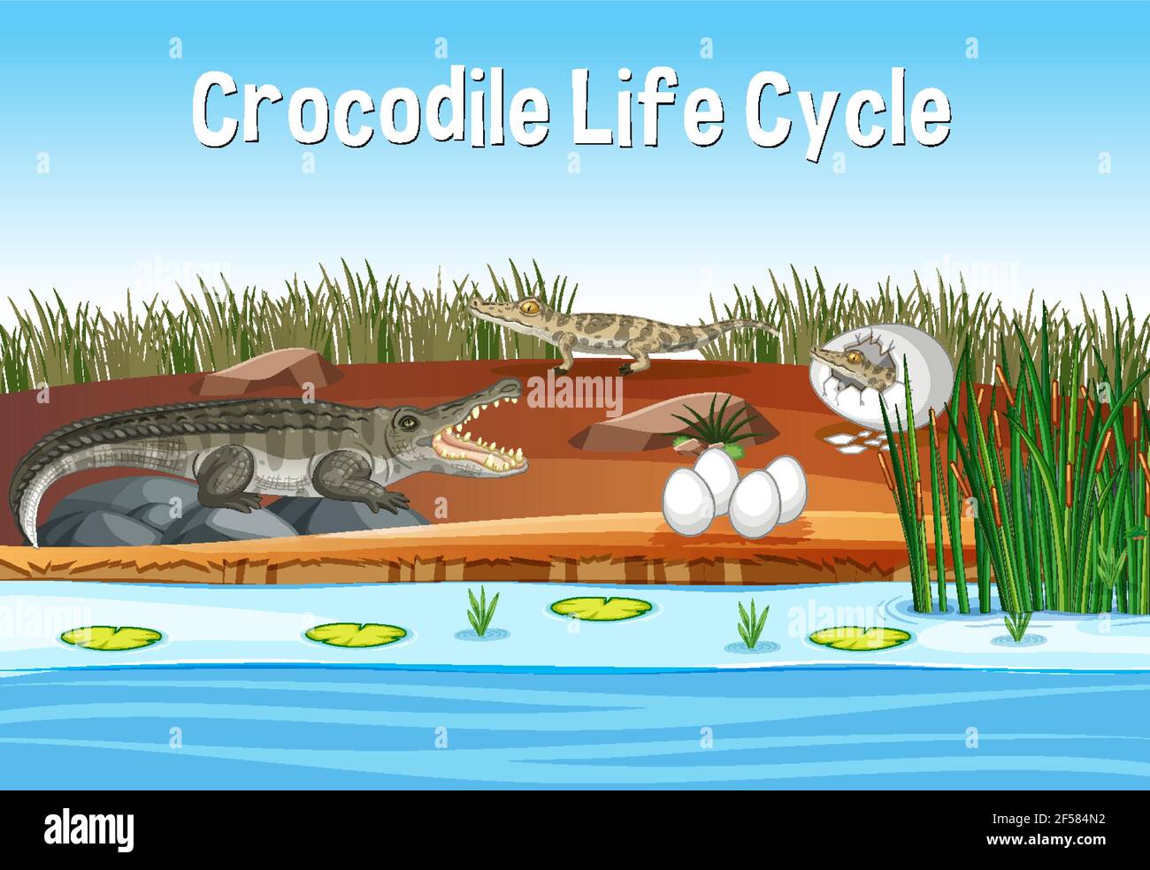 Szene mit Crocodile Life Cycle Illustration Stock Vektor