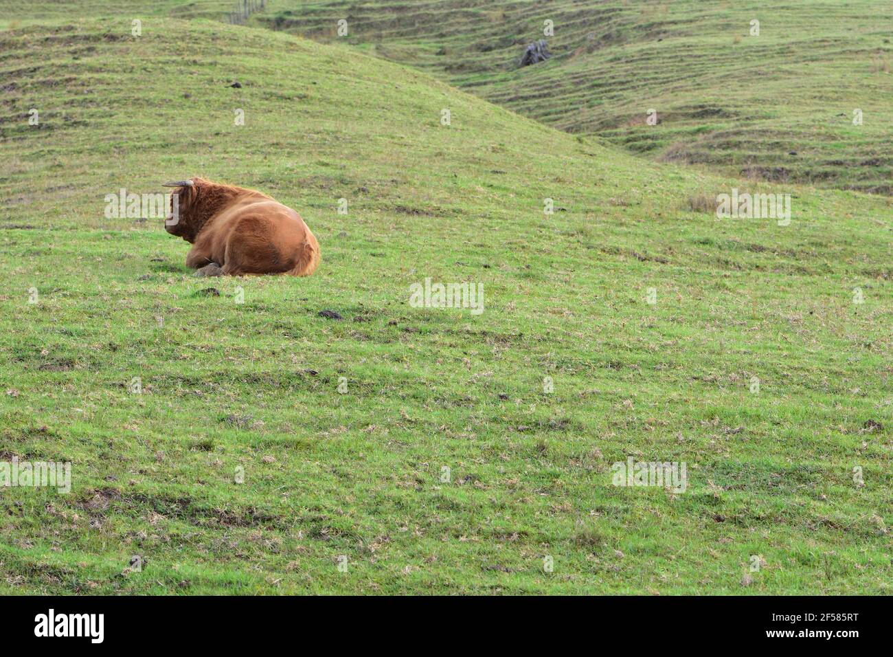 Großer pelzigen Stier mit Hörnern auf steilen grünen Hang ruhen. Stockfoto