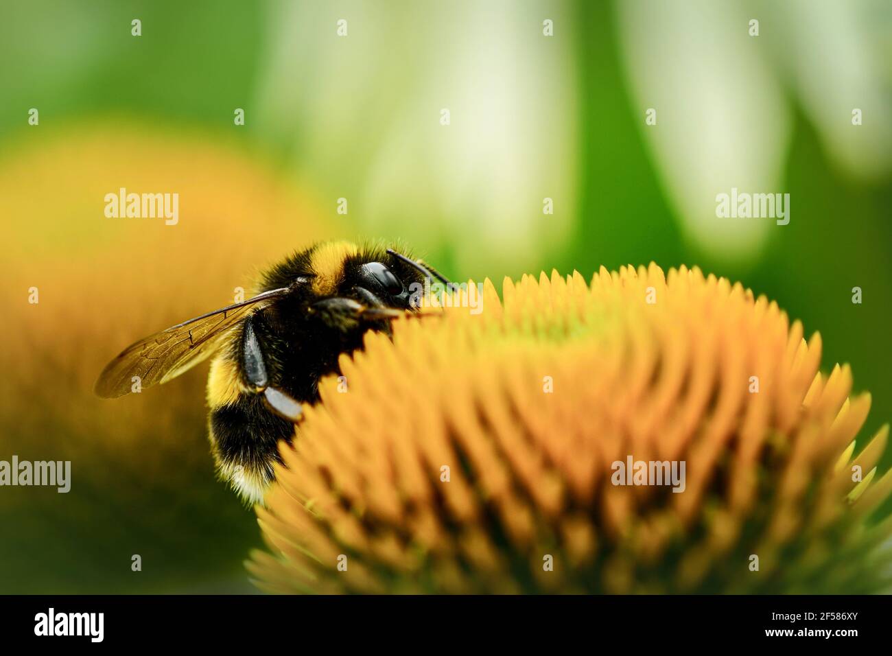 Nahaufnahme einer Hummel (Bombus der Apidae-Familie) auf Echinacea-Blüte (Koneblümchen, Gänseblümchen-Familie). Selektiver Fokus, geringe Schärfentiefe. Stockfoto