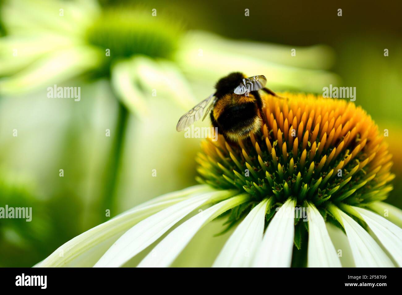 Nahaufnahme einer Hummel (Bombus der Apidae-Familie) auf Echinacea-Blüte (Koneblümchen, Gänseblümchen-Familie). Selektiver Fokus, geringe Schärfentiefe. Stockfoto