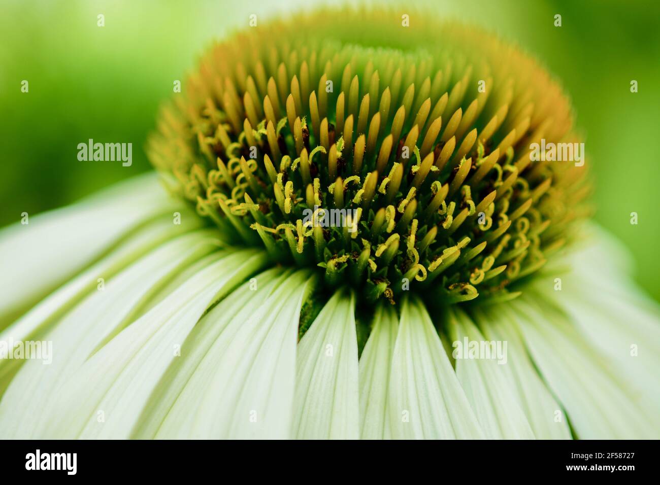 Nahaufnahme der Echinacea-Blume (Koneblume, Familie der Gänseblümchen). Der gemeinsame Name "Kegelblume" kommt aus dem charakteristischen Zentrum "Kegel" in der Mitte Stockfoto