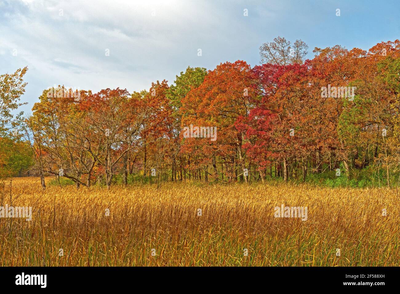 Herbstfarben und Sumpfgras im Moraine Hills State Park In Illinois Stockfoto