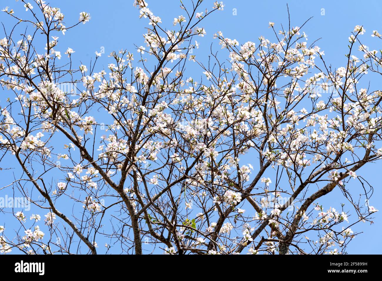 Bauhinia variegata gegen den blauen Himmel Stockfoto