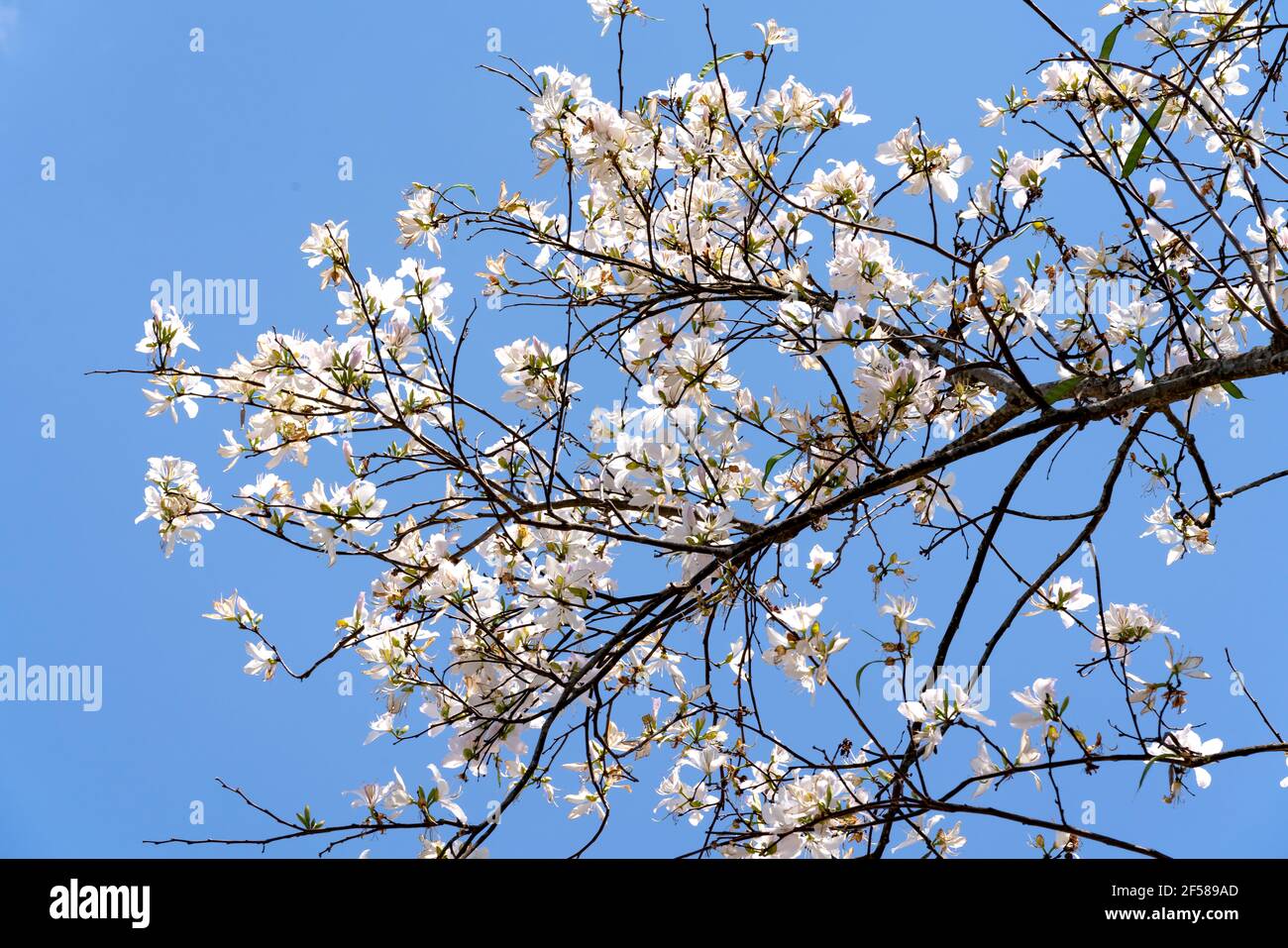 Bauhinia variegata gegen den blauen Himmel Stockfoto