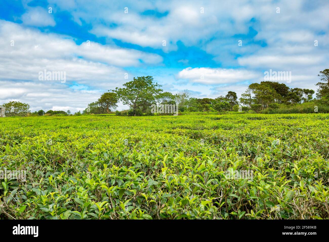 Teepflanzen im Süden der tropischen Insel Mauritius. Stockfoto