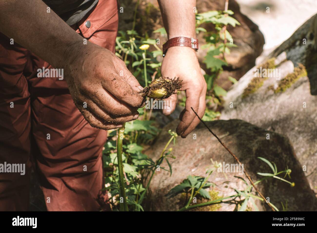 Extraktion und Sammlung von essbaren Wurzeln von Wildpflanzen im Wald. Die Hände des Touristen halten eine frisch gegrabene essbare Zwiebel. Nahaufnahme. Stockfoto