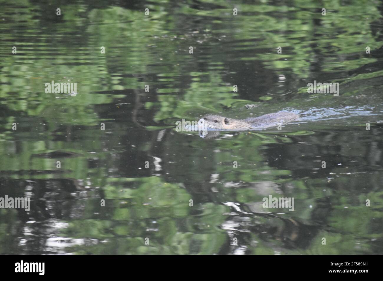 Coipos auf dem See Stockfoto