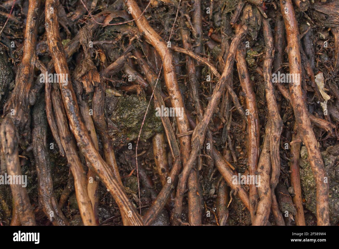 Die Wurzeln, Natur und Textur Hintergrund Stockfoto