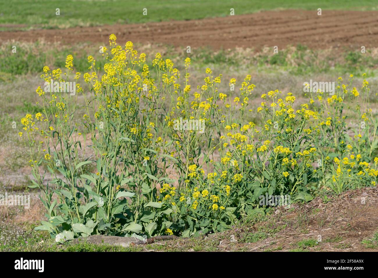 Rapsblume in voller Blüte, Isehara Stadt, Kanagawa Präfektur, Japan Stockfoto