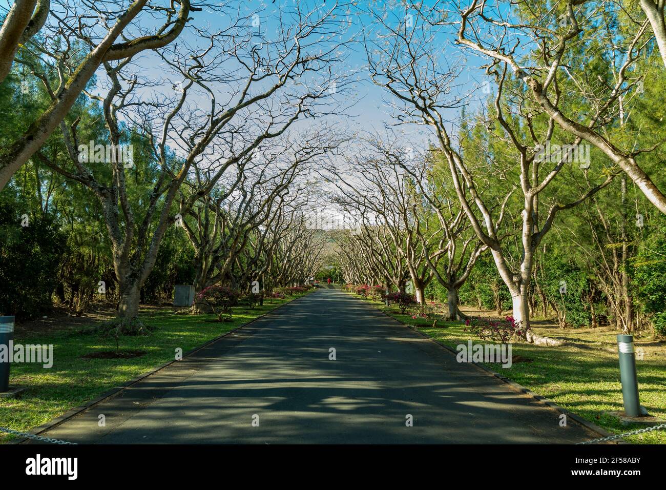 Bäume entlang Straßenrand im Winter in Mauritius. Stockfoto