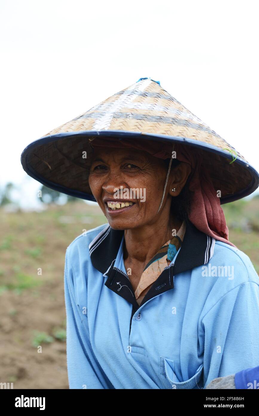 Javanische Bauern, die auf dem Feld arbeiten. Ost-Java, Indonesien. Stockfoto