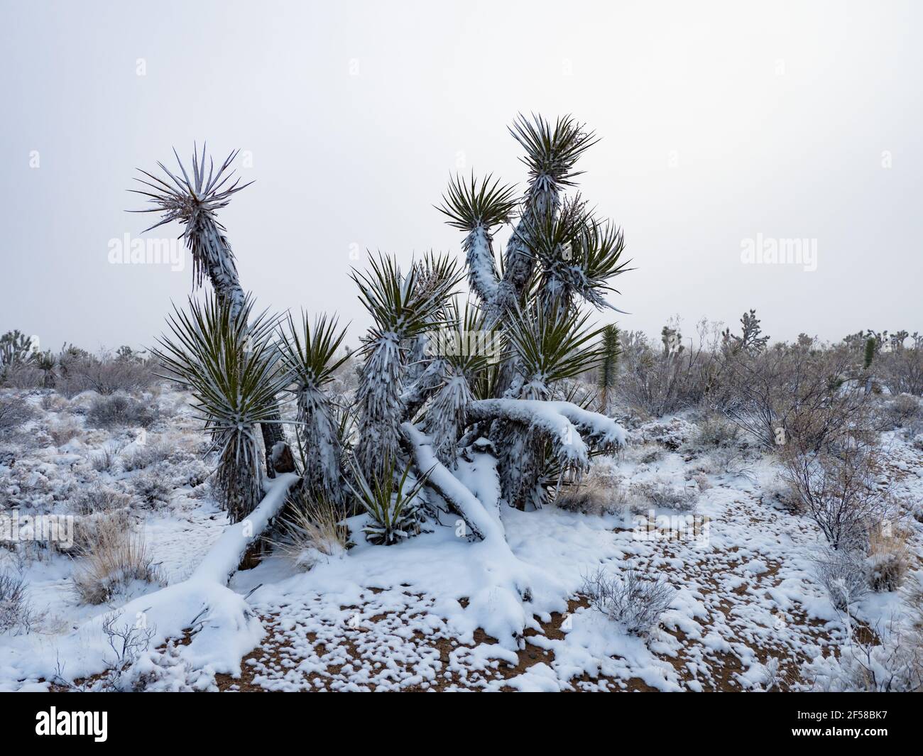 Schneesturm im Frühling auf den Joshua Trees of Cima Dome, Mojave National Preserve, Kalifornien, USA Stockfoto