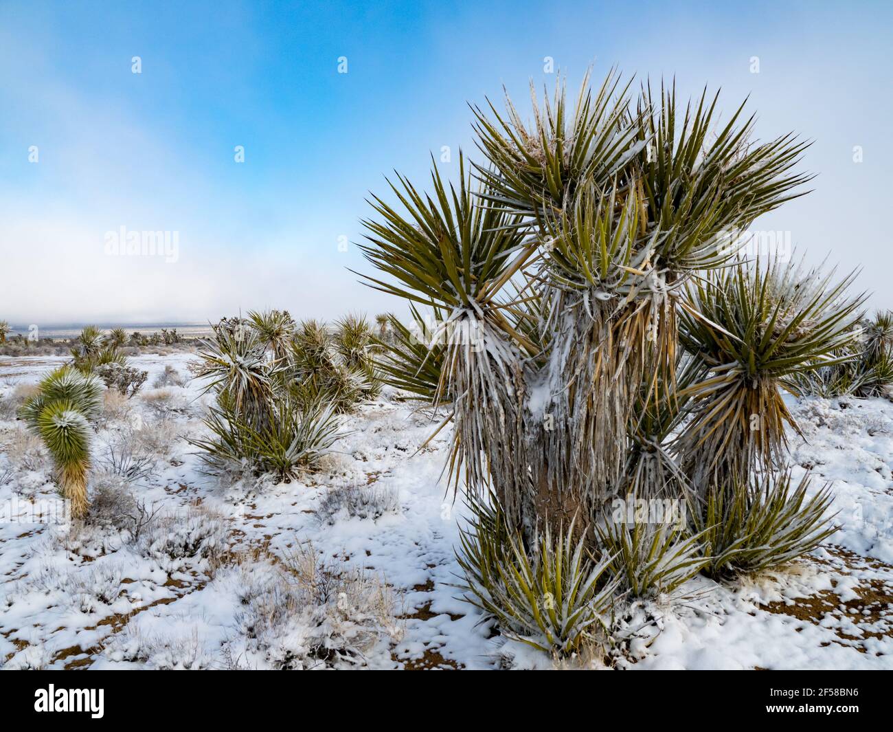 Schneesturm im Frühling auf den Joshua Trees of Cima Dome, Mojave National Preserve, Kalifornien, USA Stockfoto