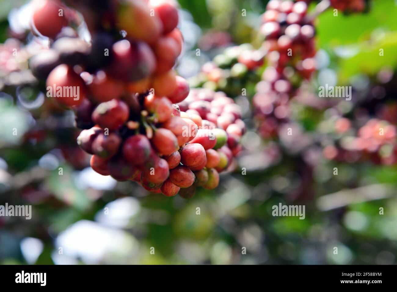 Rote Kaffeekirschen auf einem Kaffeebaum in einer Plantage in Ost-Java, Indonesien. Stockfoto