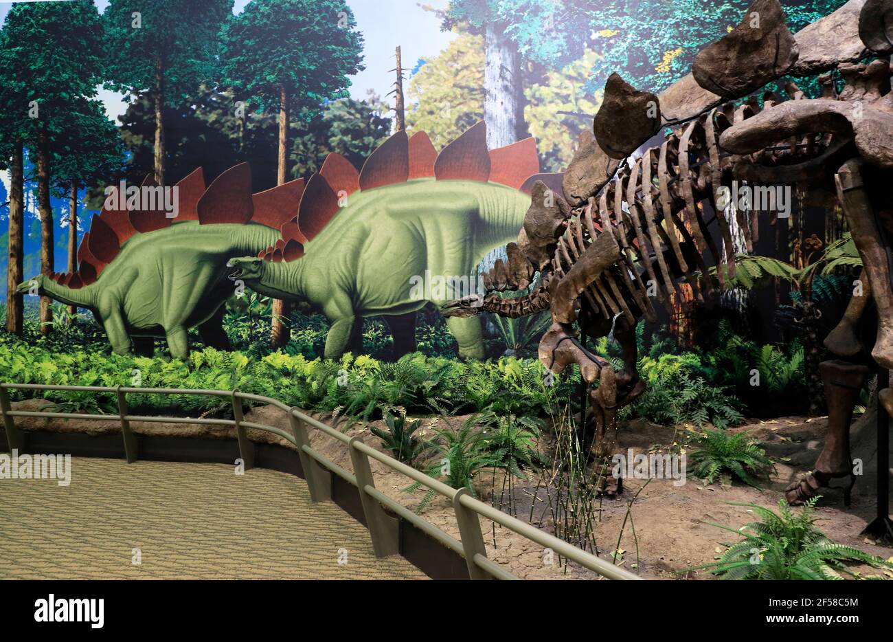 Skelett der Dinosaurier Ausstellung im Carnegie Museum of Natural History. Pittsburgh.Pennsylvania.USA Stockfoto